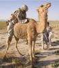 how_not_to_ride_a_camel

Úgy tűnik a tevének azért jó:P