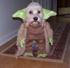 yoda