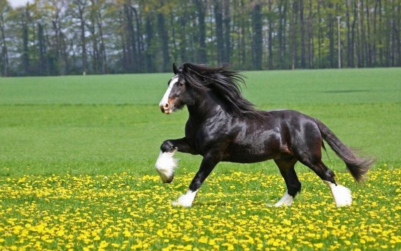 black-horse

a minta