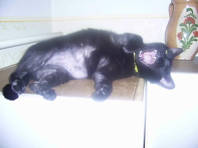 Antenna alany
