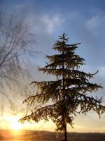 O Tannenbaum...
(ikmo)