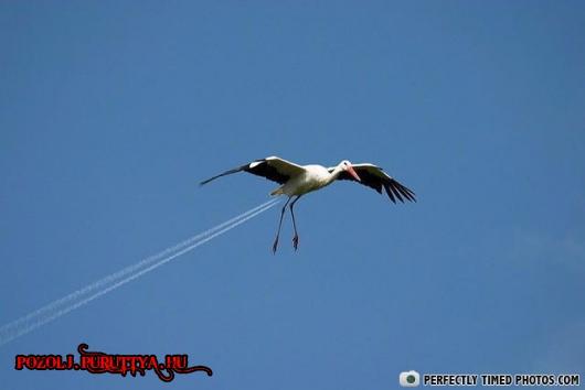 Fhwn4