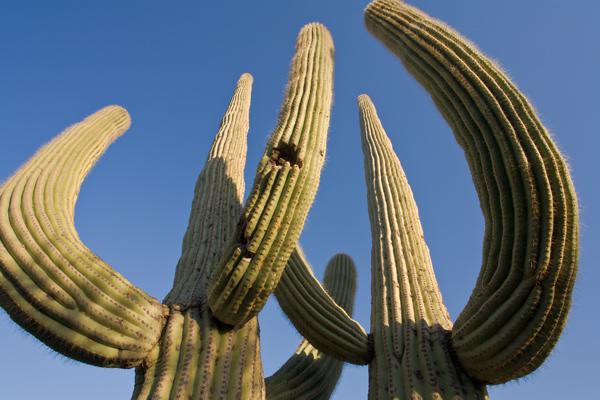 Saguaros-Two-Close-Near-Sunflower-Az