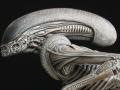 11 Halcyon Alien 3 Head profile