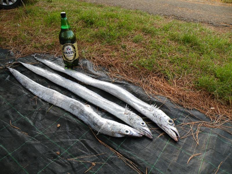 mondjuk halat

piacon ezt beszélte ránk az eladó grillezésre. negyedannyi az ára mint amit venni akartunk, így ahogy van 10 cm-es darabokra vágva grillezhető, szálkája a gerincén kívül nincs