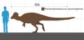 Pachycephalosaurus_wyomingensis_size_chart
