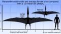Pteranodon size to human