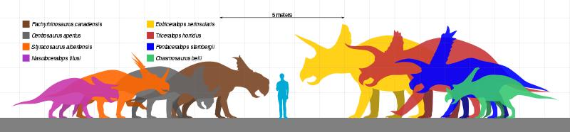 800px-Ceratopsidae_Scale.svg
