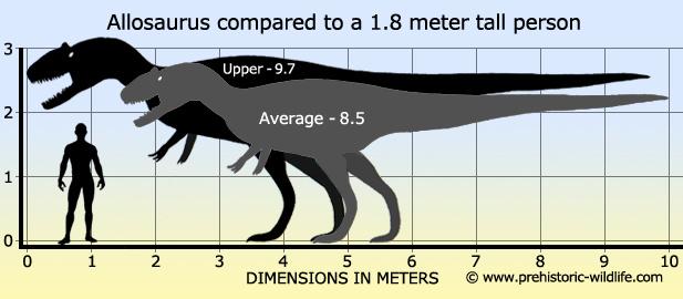 Allosaurus-human size comparison