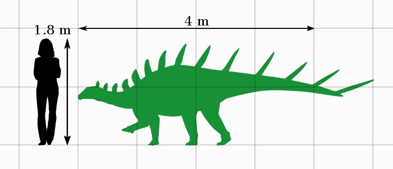 Kentrosaurus_Size_Comparison