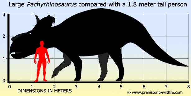 pachyrhinosaurus-size