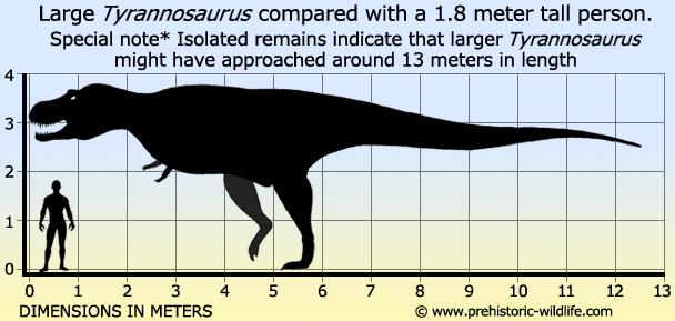 tyrannosaurus-size