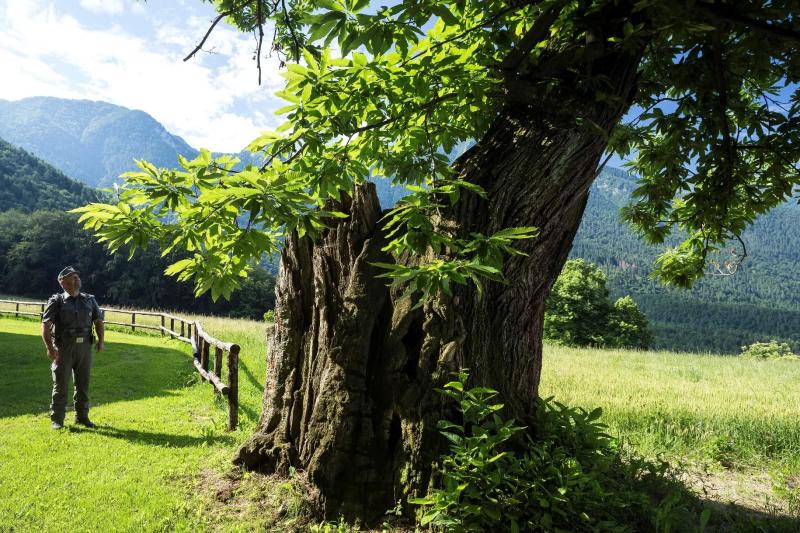 Gesztenyematuzsálem a Dolomitokban