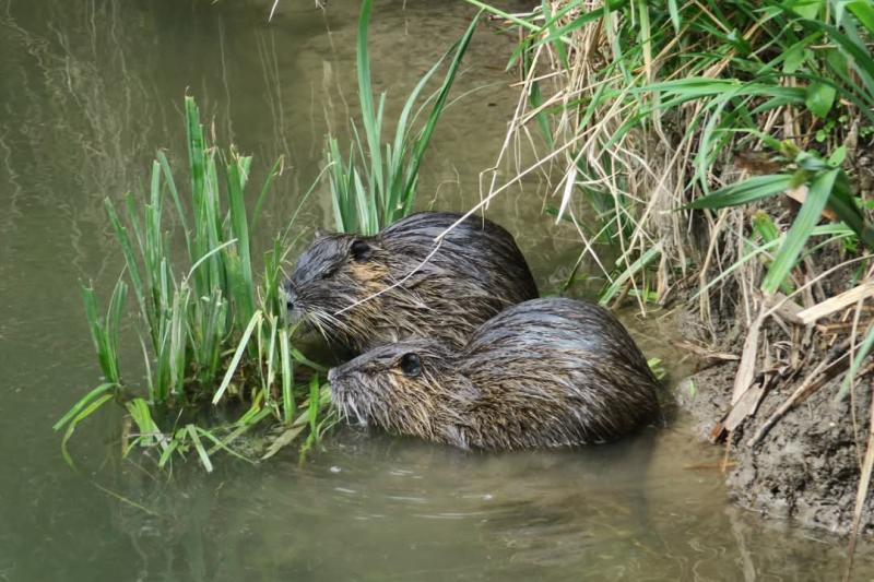 Nutria-család a stadionnál