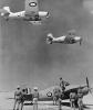 Martlet IIIs 805 NAS Észak-Afrikában